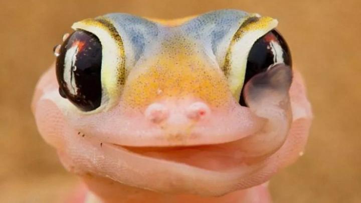 Lagarto de Namibia chupando ojo Lagarto de Namibia chupando ojo