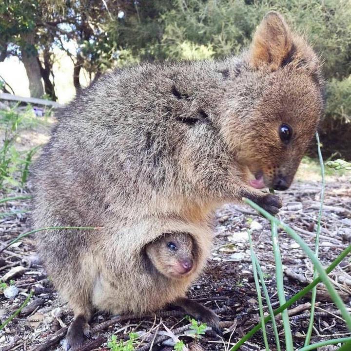 Quokka y cría 