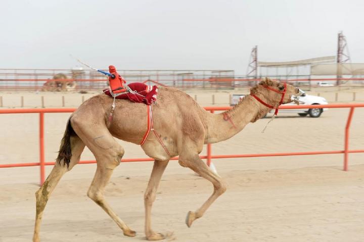 Carreras de camellos de Wadi Rum, en Jordania