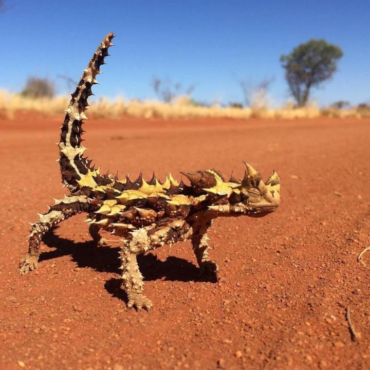 Lagarto diablillo espinoso en el desierto australiano Lagarto diablillo espinoso en el desierto australiano
