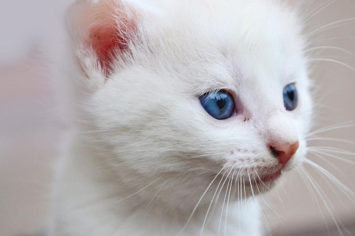 Gato blanco ojos azules sordos gen w