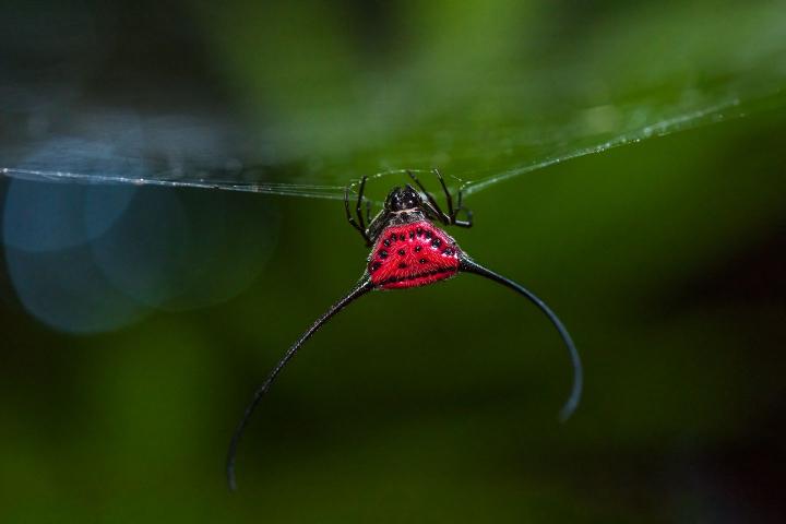 La Macracantha arcuata