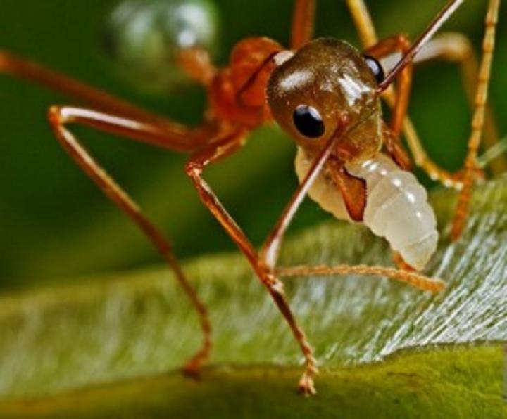 Las hormigas golpean con la antena a la cría para estimular la secreción de seda
