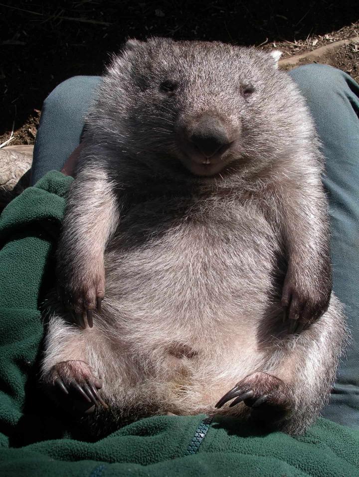 Wombat descansando